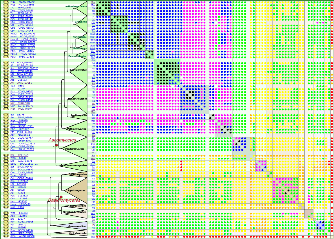 MGG_07074 orthologs